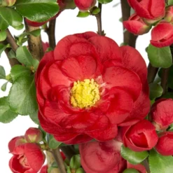 Chaenomeles Speciosa 'Scarlet Storm' (PBR) -Stoneware Store pl2000040217 card3 lg