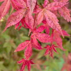 Stoneware Store -Stoneware Store pl2000041404 card2 lg