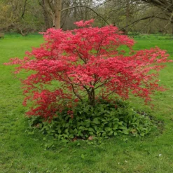 Acer Palmatum 'Beni-maiko' 7 Acer Palmatum 'Beni-maiko' -Stoneware Store pl2000041404 card4 lg