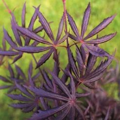 Acer Palmatum 'Trompenburg' 5 Acer Palmatum 'Trompenburg' -Stoneware Store pl2000041405 card3 lg