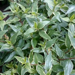 Abelia × Grandiflora Lucky Lots ('Wevo2') (PBR) -Stoneware Store pl2000043067 card3 lg