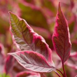 Cornus Alba Miracle ('Verpaalen2') (PBR) 5 Cornus Alba Miracle ('Verpaalen2') (PBR) -Stoneware Store pl2000043130 card3 lg