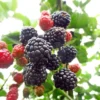 Blackberry 'Adrienne'