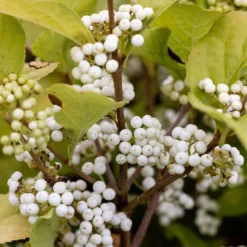 Callicarpa Bodinieri 'Magical Snowstar ('Kolmsnostar') (PBR)