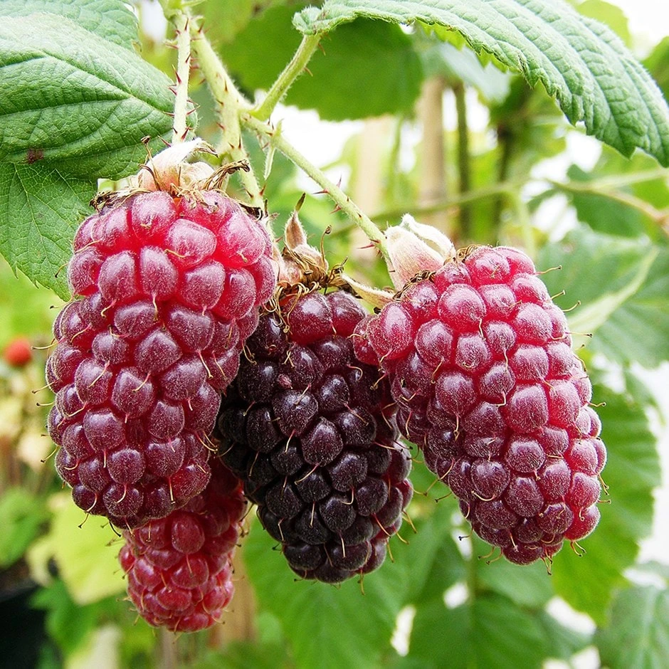 Tayberry 'Medana' 1 Tayberry 'Medana'