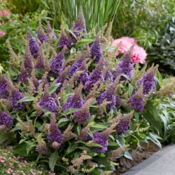 Buddleja Little Lila (’BotEx 004’) (PBR) (Butterfly Candy Series) -Stoneware Store pl2000045429 card3 lg