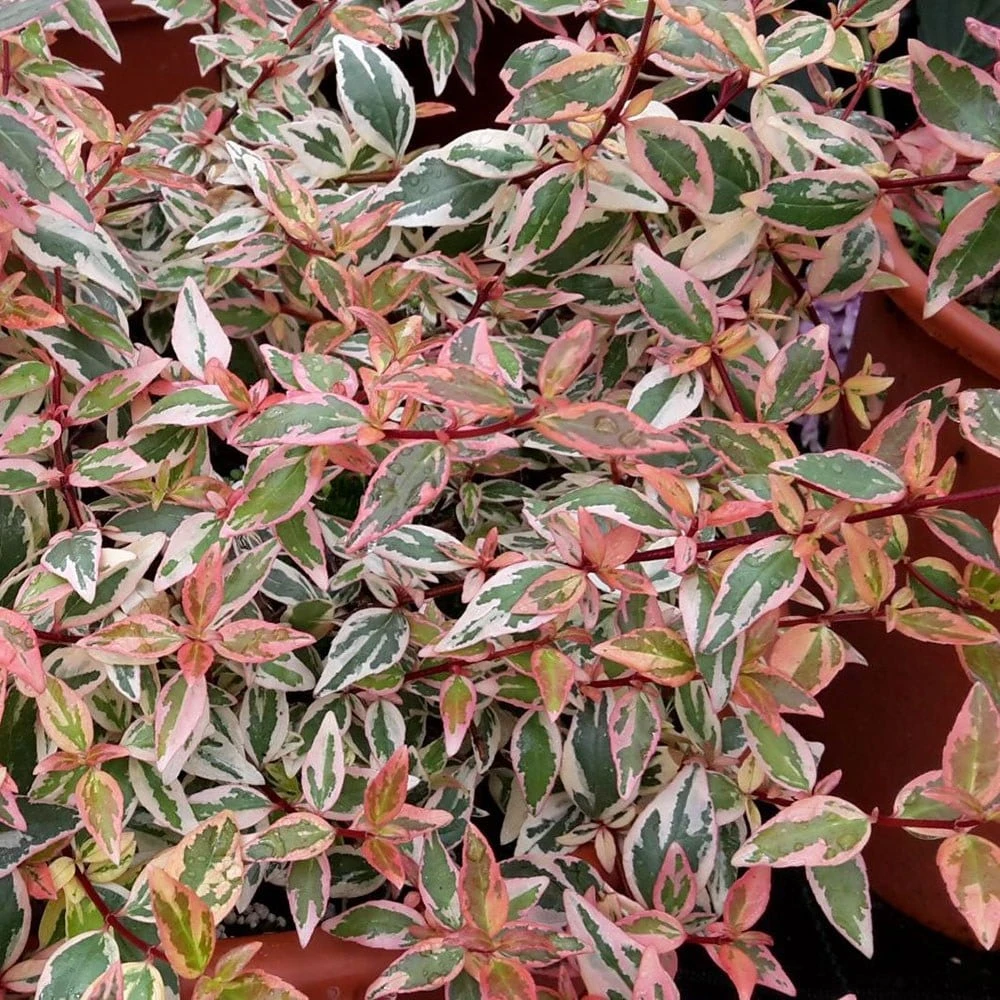 Abelia × Grandiflora Tricolor Charm ('Mincautri') (PBR) 2 Abelia × Grandiflora Tricolor Charm ('Mincautri') (PBR) - Image 2