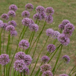 Allium Angulosum 'Summer Beauty' 5 Allium Angulosum 'Summer Beauty' -Stoneware Store pl2000045940 card3 lg