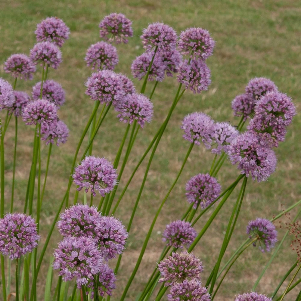 Allium Angulosum 'Summer Beauty' 3 Allium Angulosum 'Summer Beauty' - Image 3