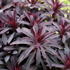 Euphorbia 'Miners Merlot' (PBR)