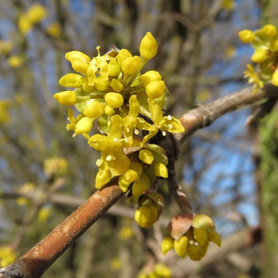Cornus Mas 1 Cornus Mas