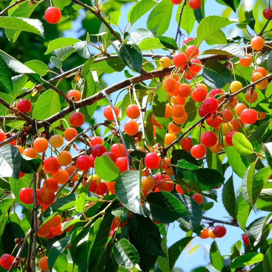 Cherry 'May Duke' 1 Cherry 'May Duke'