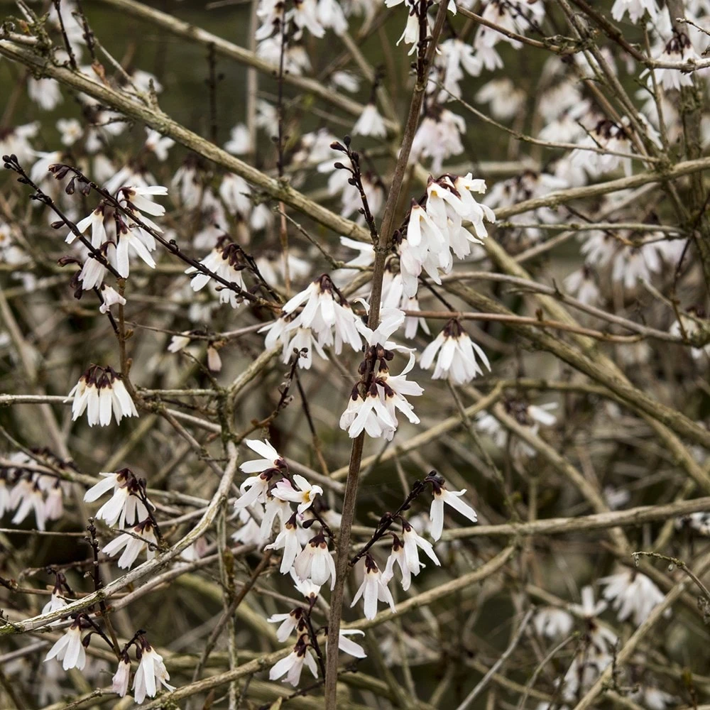 Abeliophyllum Distichum 2 Abeliophyllum Distichum - Image 2