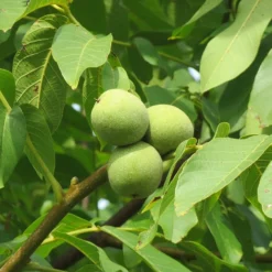 Walnut (common)