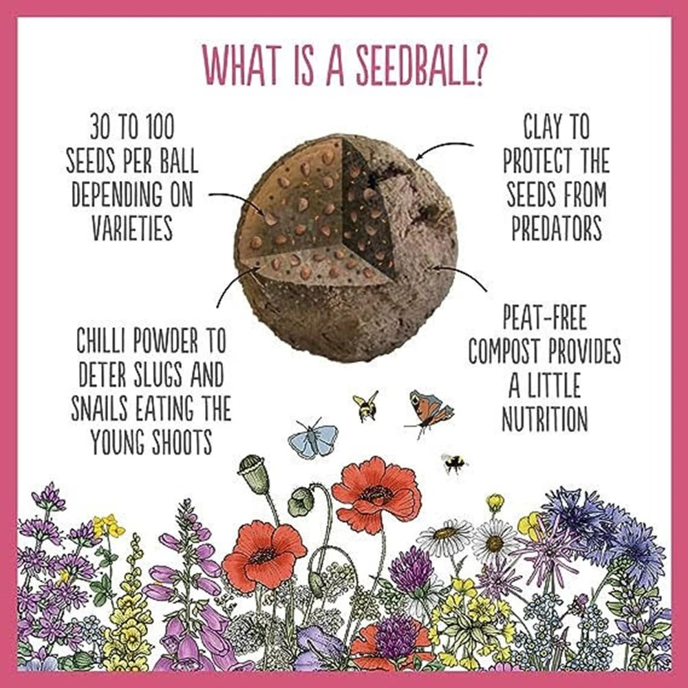 Seedballs Native Wildflowers For Shade 2 Seedballs Native Wildflowers For Shade - Image 2
