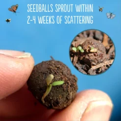 Seedballs Native Wildflowers For Wildlife 11 Seedballs Native Wildflowers For Wildlife -Stoneware Store pl2000048352 card5 lg