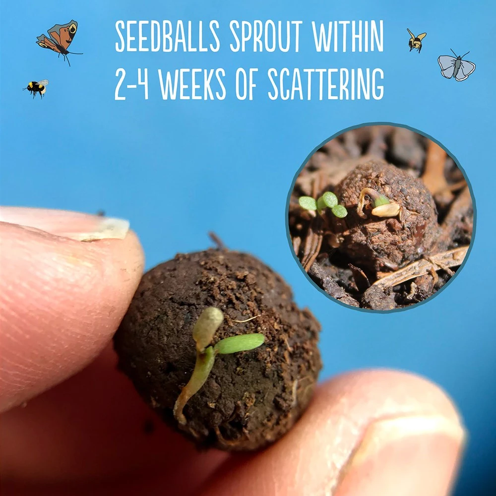 Seedballs Native Annual Wildflowers 5 Seedballs Native Annual Wildflowers - Image 5