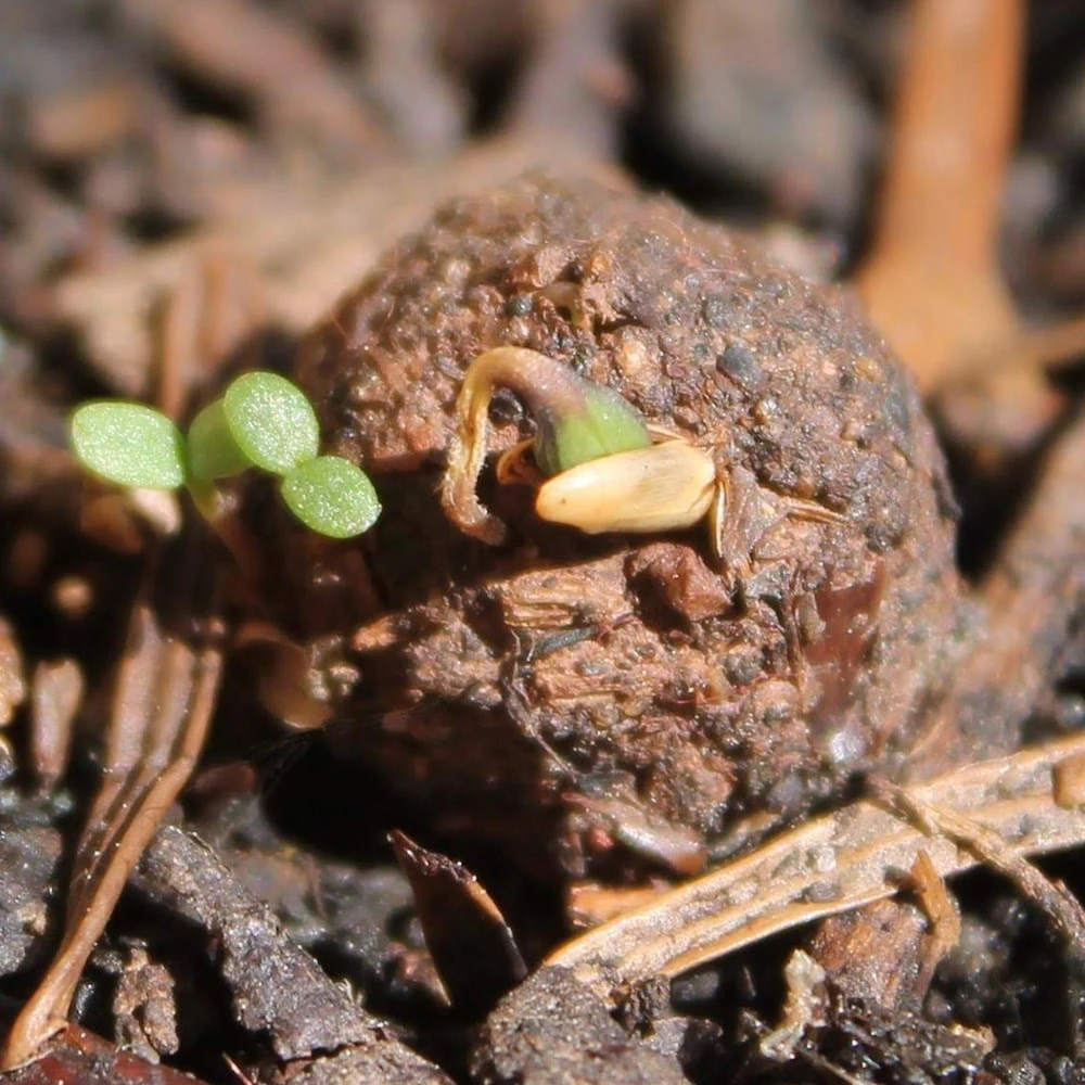 Seedballs Native Annual Wildflowers 6 Seedballs Native Annual Wildflowers - Image 6