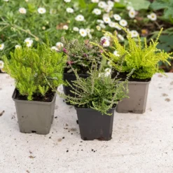 Heather Collection (4 Mixed Heathers) -Stoneware Store pl2000048439 card4 lg