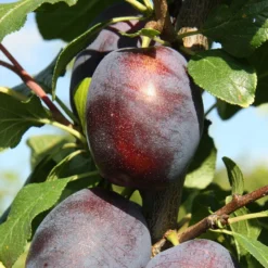 Plum 'Haganta' (PBR)