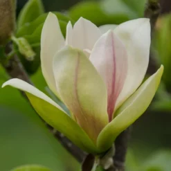 Magnolia 'Sunsation'