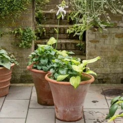 Terracotta Arc Pot -Stoneware Store pr2000016942 card5 lg