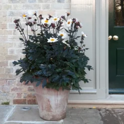 Terracotta Arc Pot -Stoneware Store pr2000016942 card7 lg