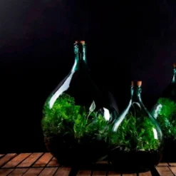 Plant Terrarium Bottle 15 Litre Set -Stoneware Store pr2000035302 card3 lg