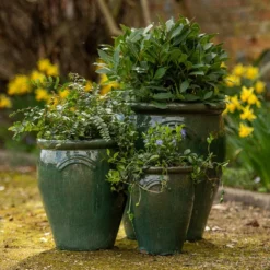 Glazed Terracotta Tulip Pot - Misty Green -Stoneware Store pr2000046304 card3 lg