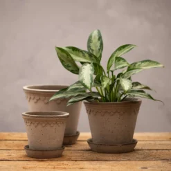 Scalloped Tapered Plant Pot With Saucer - Grey Terracotta -Stoneware Store pr2000049049 card3 lg