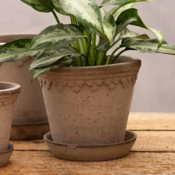 Scalloped Tapered Plant Pot With Saucer - Grey Terracotta -Stoneware Store pr2000049049 card4 lg