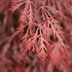 Acer Palmatum 'Garnet'