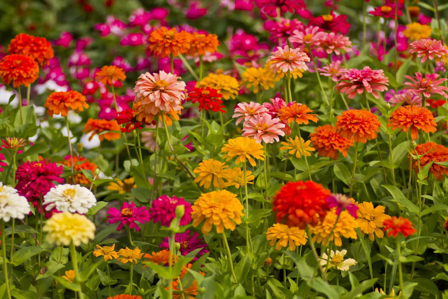 Stoneware Store -Stoneware Store zinnias garden shutterstock